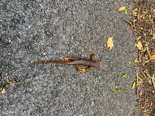 iNaturalist observation photo of California Newt