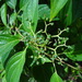 Cornus macrophylla - Photo (c) 呂一起(Lu i-chi),  זכויות יוצרים חלקיות (CC BY), הועלה על ידי 呂一起(Lu i-chi)