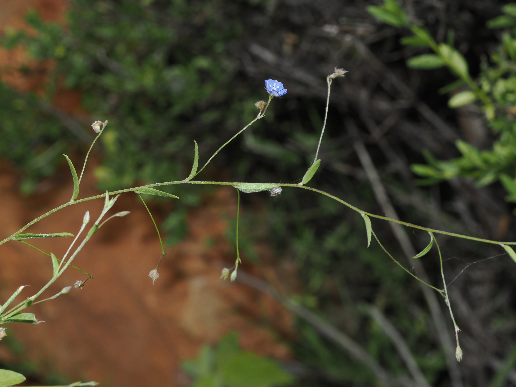 Slender Dwarf Morning-Glory (Evolvulus alsinoides)