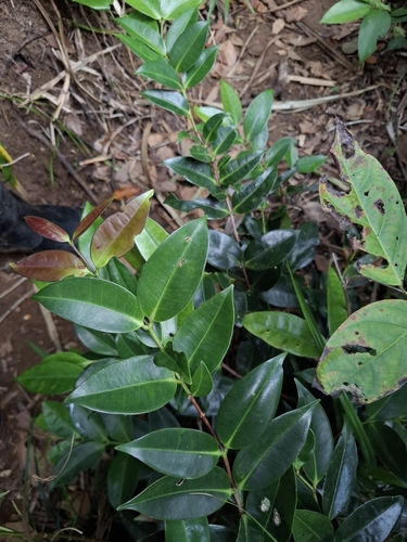 Memecylon lanceolatum observed 2026-04-04