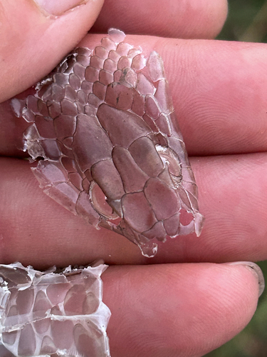 Olive Whip Snake