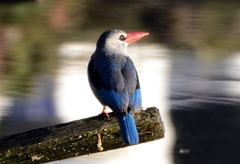Mangrove Kingfisher photo 2