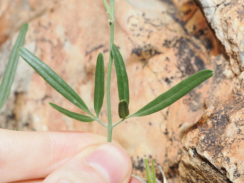 desert jasmine (Jasminum didymum)