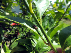 Parellipsidion latipenne