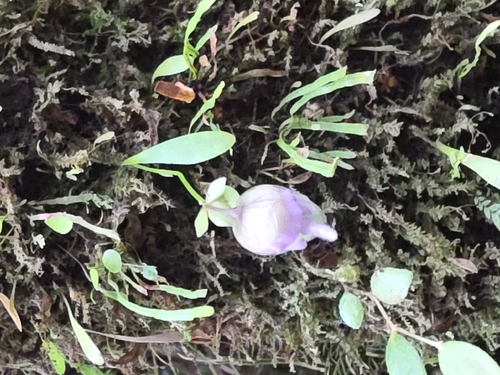 Utricularia uxoris Gómez-Laur.