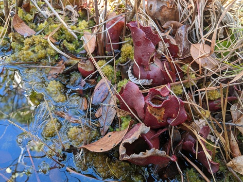 Sarracenia purpurea