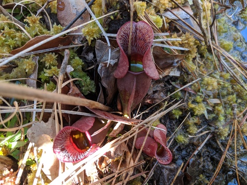 Sarracenia purpurea