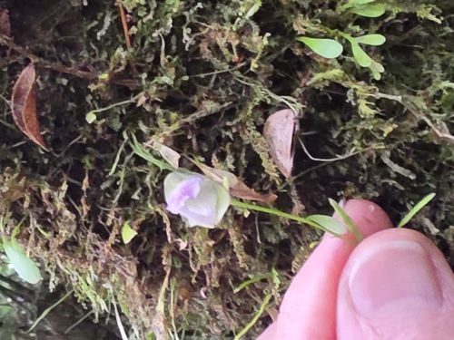 Utricularia uxoris Gómez-Laur. 2