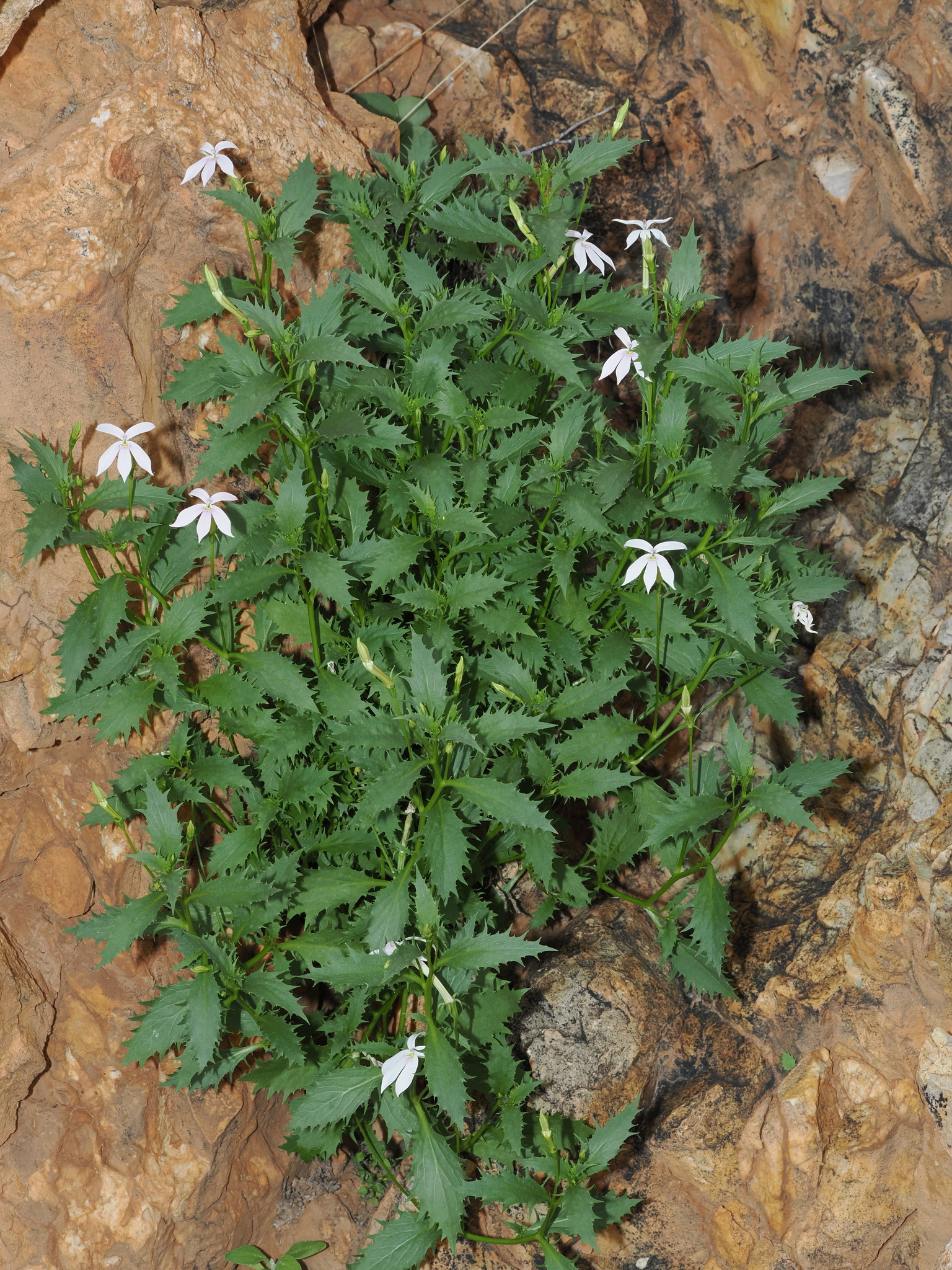 Rock Isotome (Lithotoma petraea)