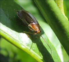 Parellipsidion latipenne