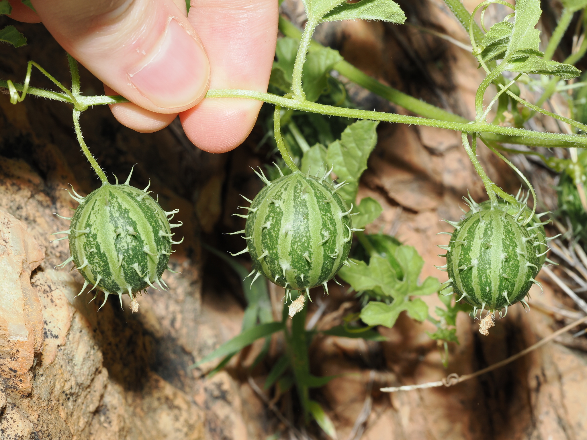 Paddy Melon (Cucumis myriocarpus)