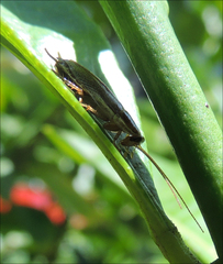 Parellipsidion latipenne