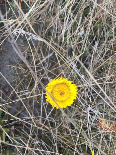 Helenium pinnatifidum, photograph 4