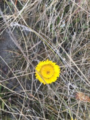 Helenium pinnatifidum, photograph author not stated, no rights reserved