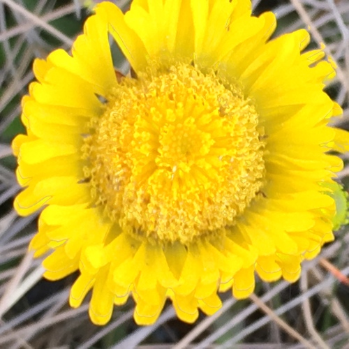 Helenium pinnatifidum, photograph 5
