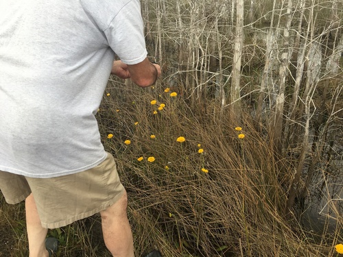 Helenium pinnatifidum, photograph 3