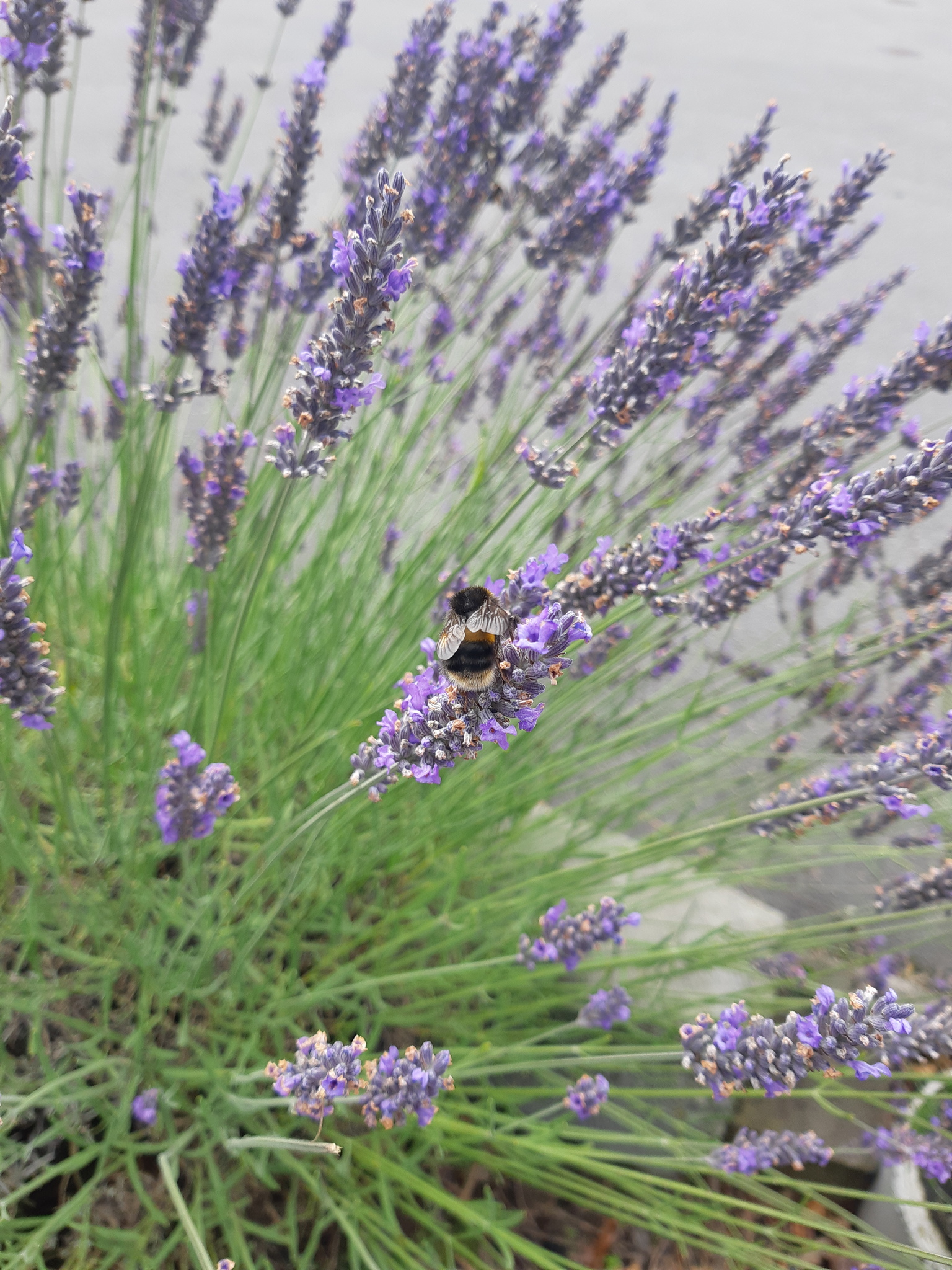 Common Lavender (Lavandula angustifolia)