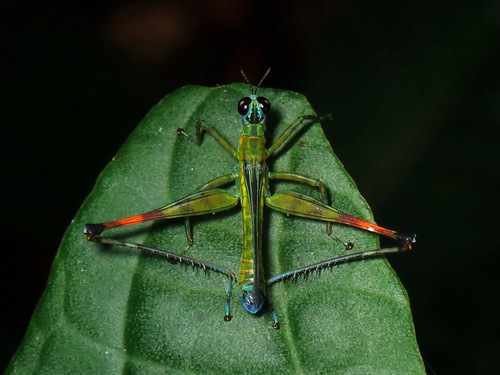 Eumastacidae image