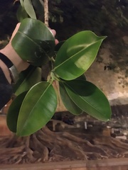 Ficus elastica