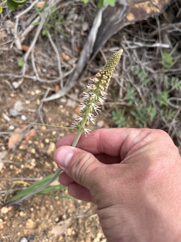 Texas feathershank (Schoenocaulon texanum)
