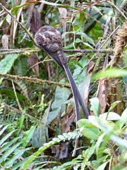 Uropsalis segmentata