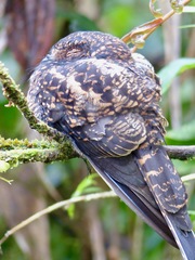 Uropsalis segmentata