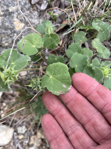 Wright's Indian mallow (Abutilon wrightii)