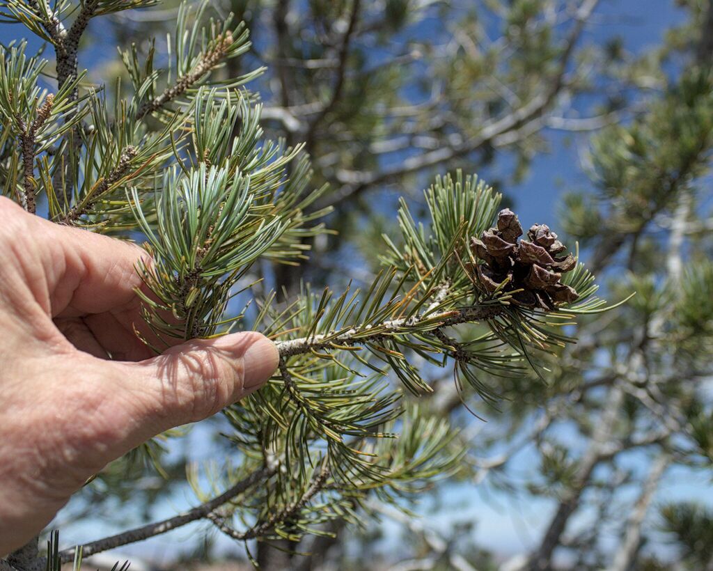 Pinus discolor; photograph (c) Paul McClellan, some rights reserved (CC BY)