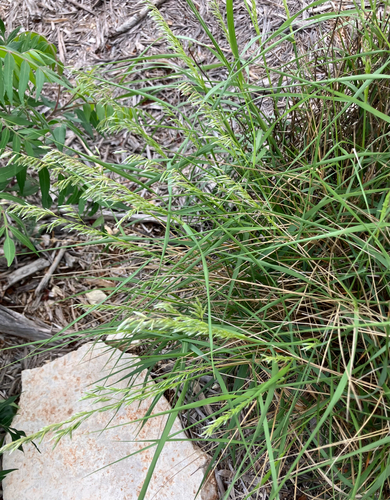 Threeflower Melicgrass (Melica nitens)