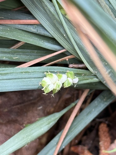 Carex abscondita, 2026-04-03