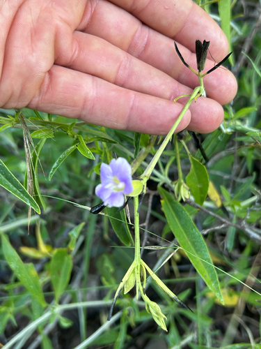 Butterfly Bushviolet (Barleria lancifolia)