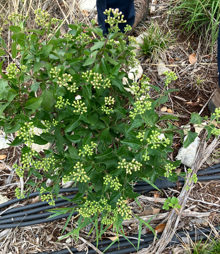 Havana Snakeroot (Ageratina havanensis)