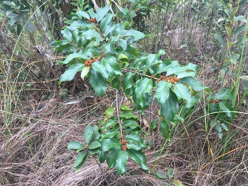 Colubrina arborescens, photograph 5