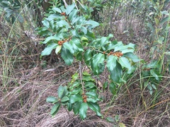 Colubrina arborescens, photograph author not stated, no rights reserved