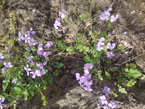 Chinese Violet Cress