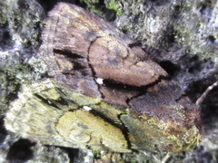Chytonix albonotata