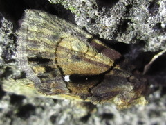 Chytonix albonotata