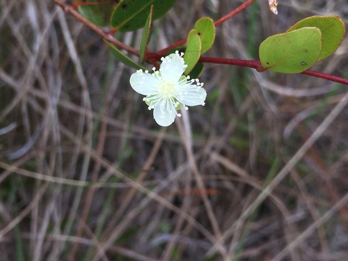 Mangroveberry (Mosiera longipes)