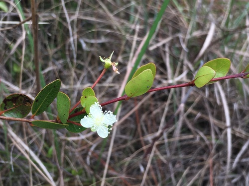 Mosiera longipes, photograph 2