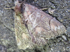 Dindica virescens