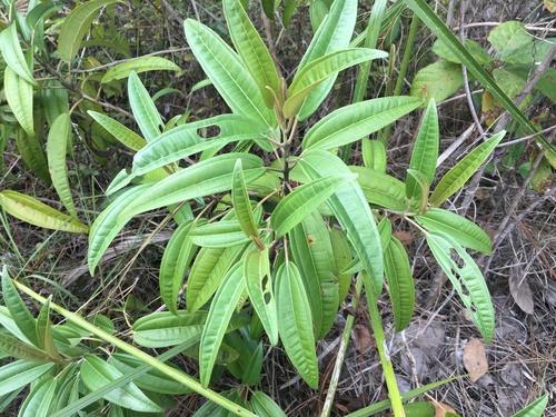 West Indian Lilac (Miconia bicolor)