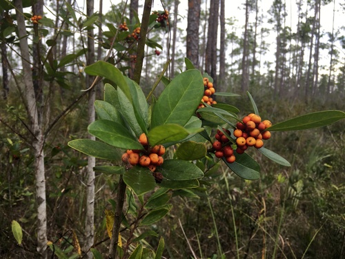 dahoon holly (Ilex cassine)