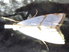 Pseudargyria interruptella