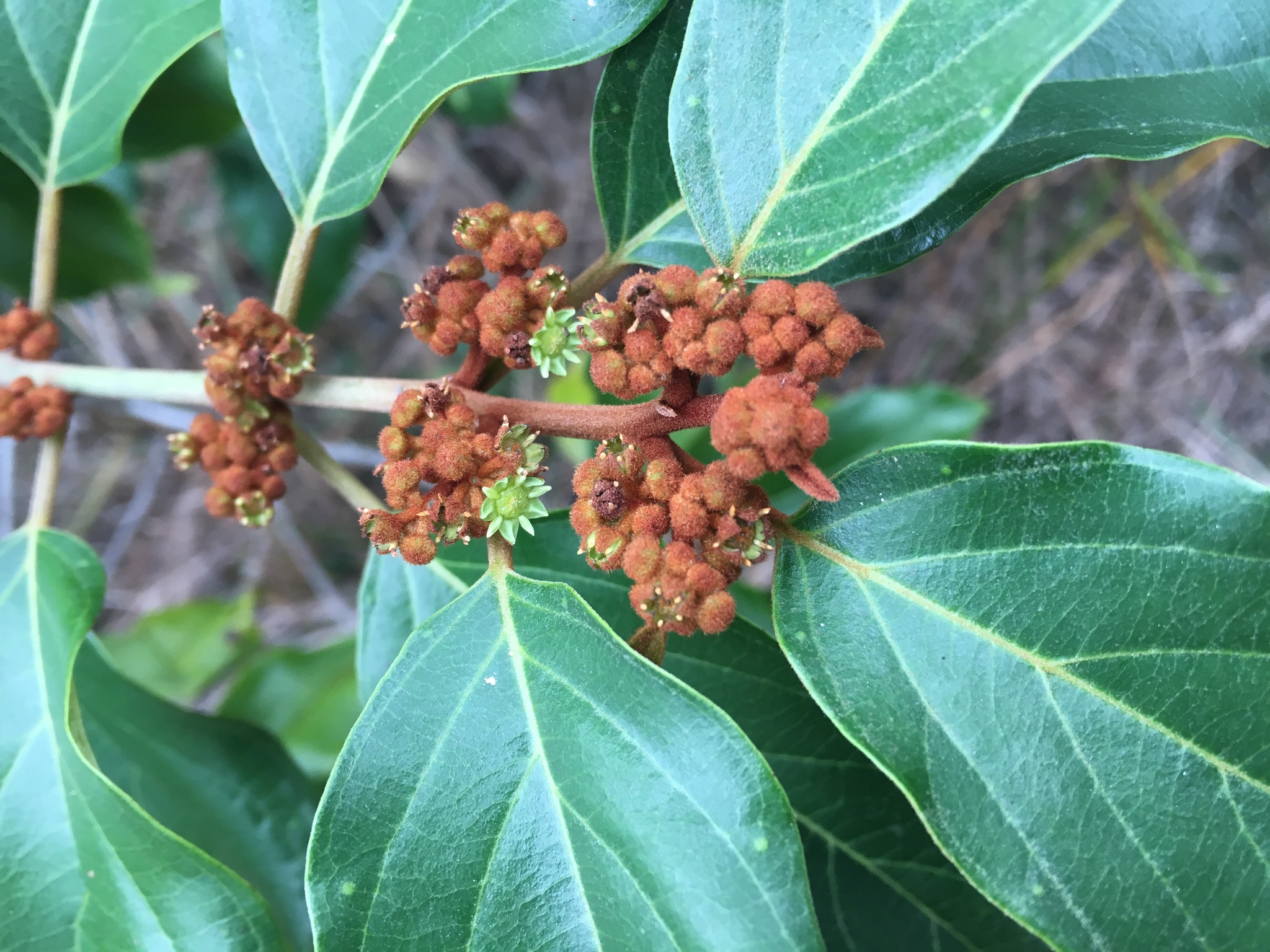 Colubrina Arborescens (Colubrina arborescens)