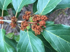 Colubrina arborescens, photograph author not stated, no rights reserved