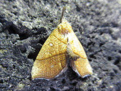 Stenbergmania albomaculalis