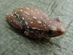 Hyperolius parallelus