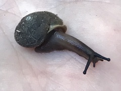 Vespericola marinensis