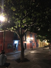 Pseudobombax ellipticum