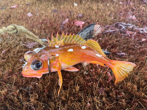 Rock cod (Sebastes helvomaculatus) — Sebastidae — 2